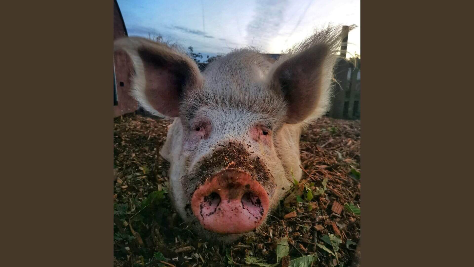 Boris