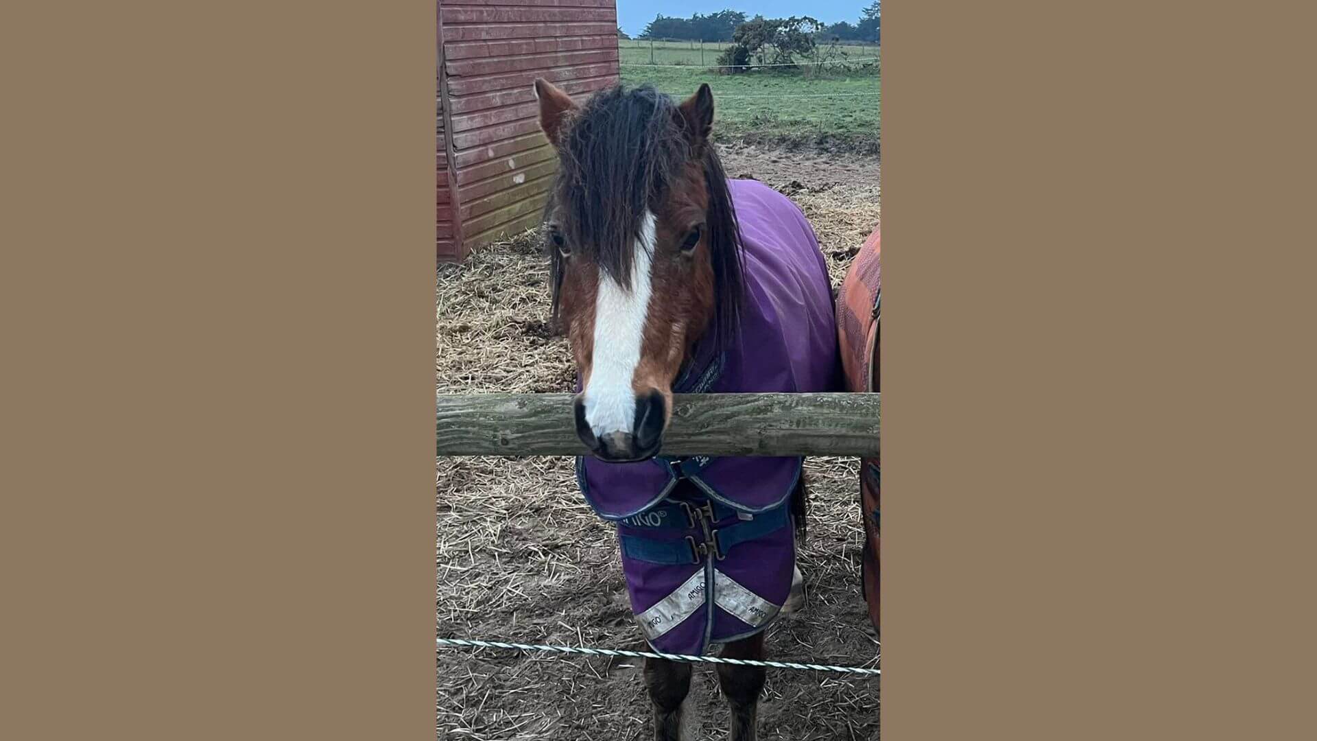 Bracken