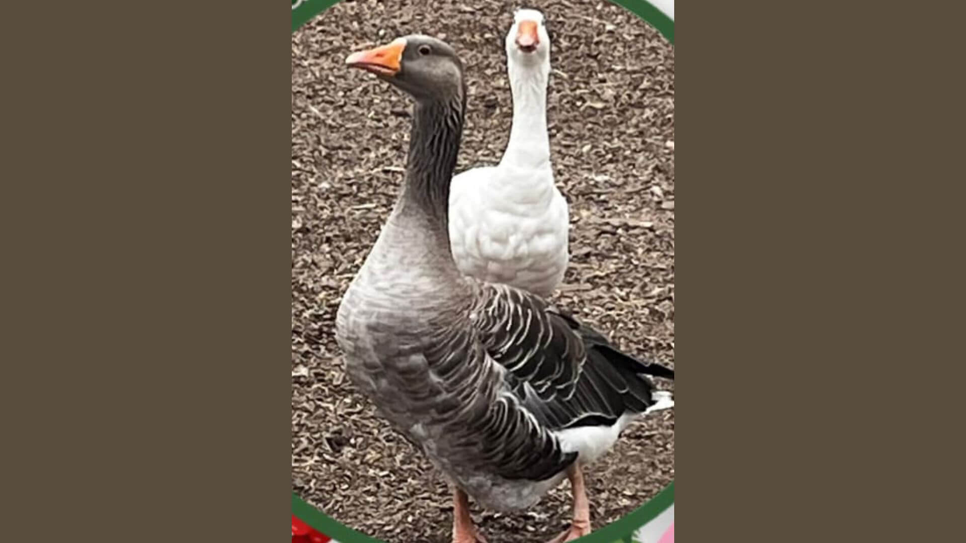Geese