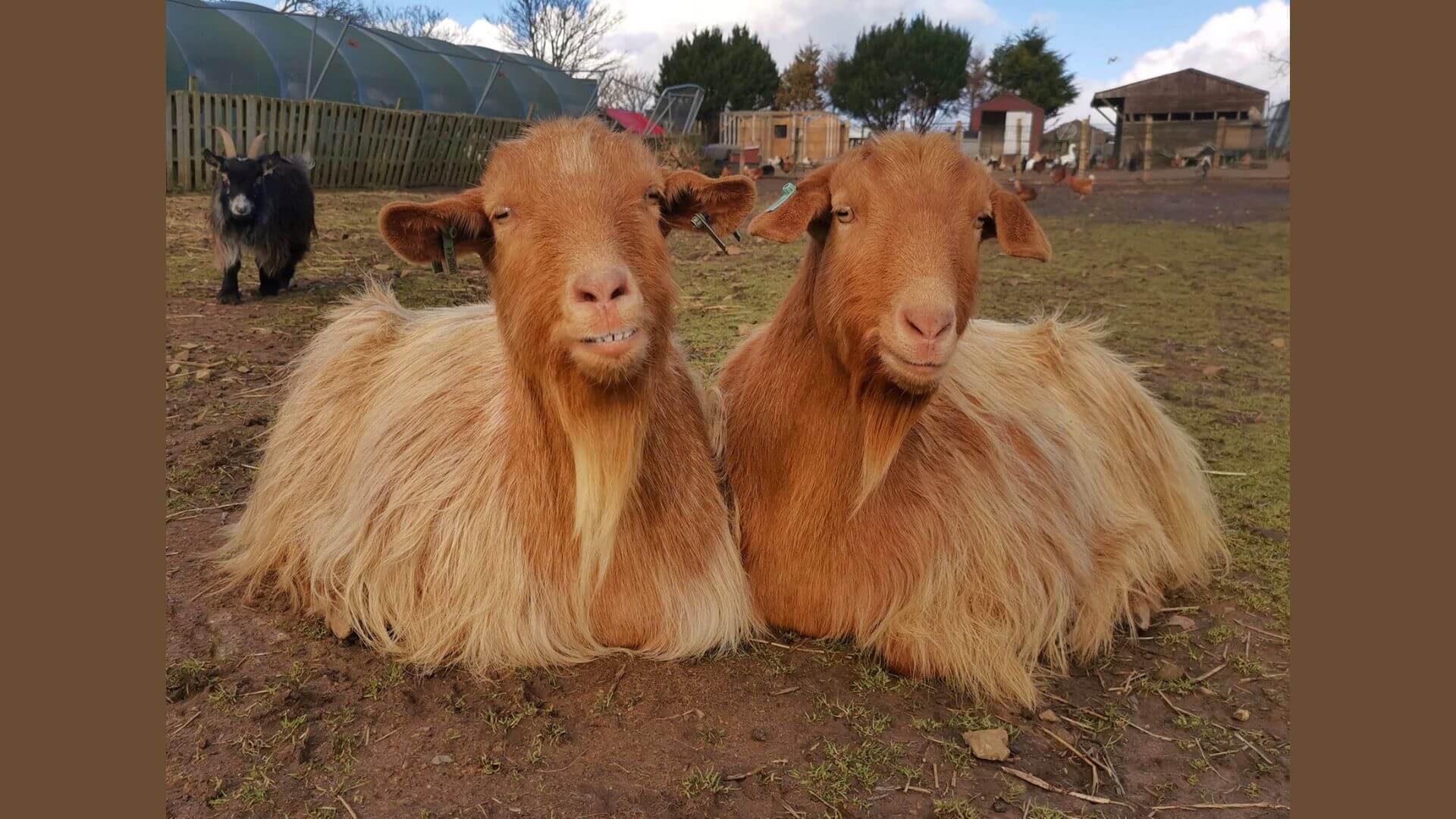 Golden Guernsey Goats