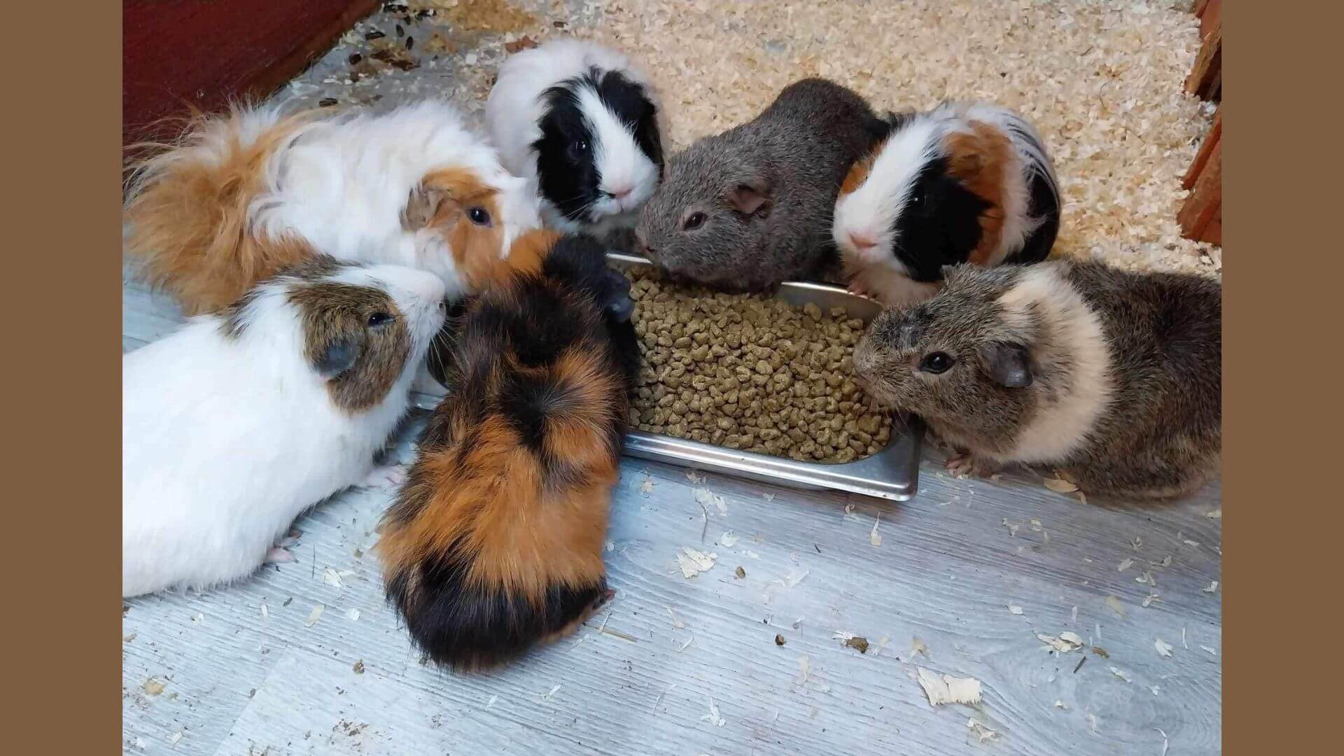 Guinea Pigs