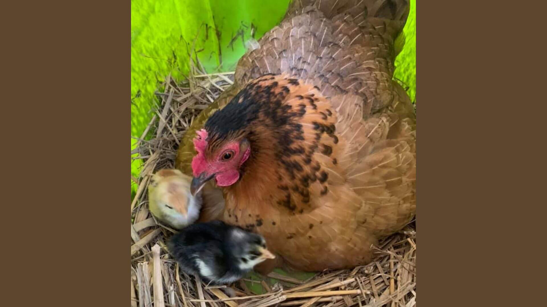 Hens