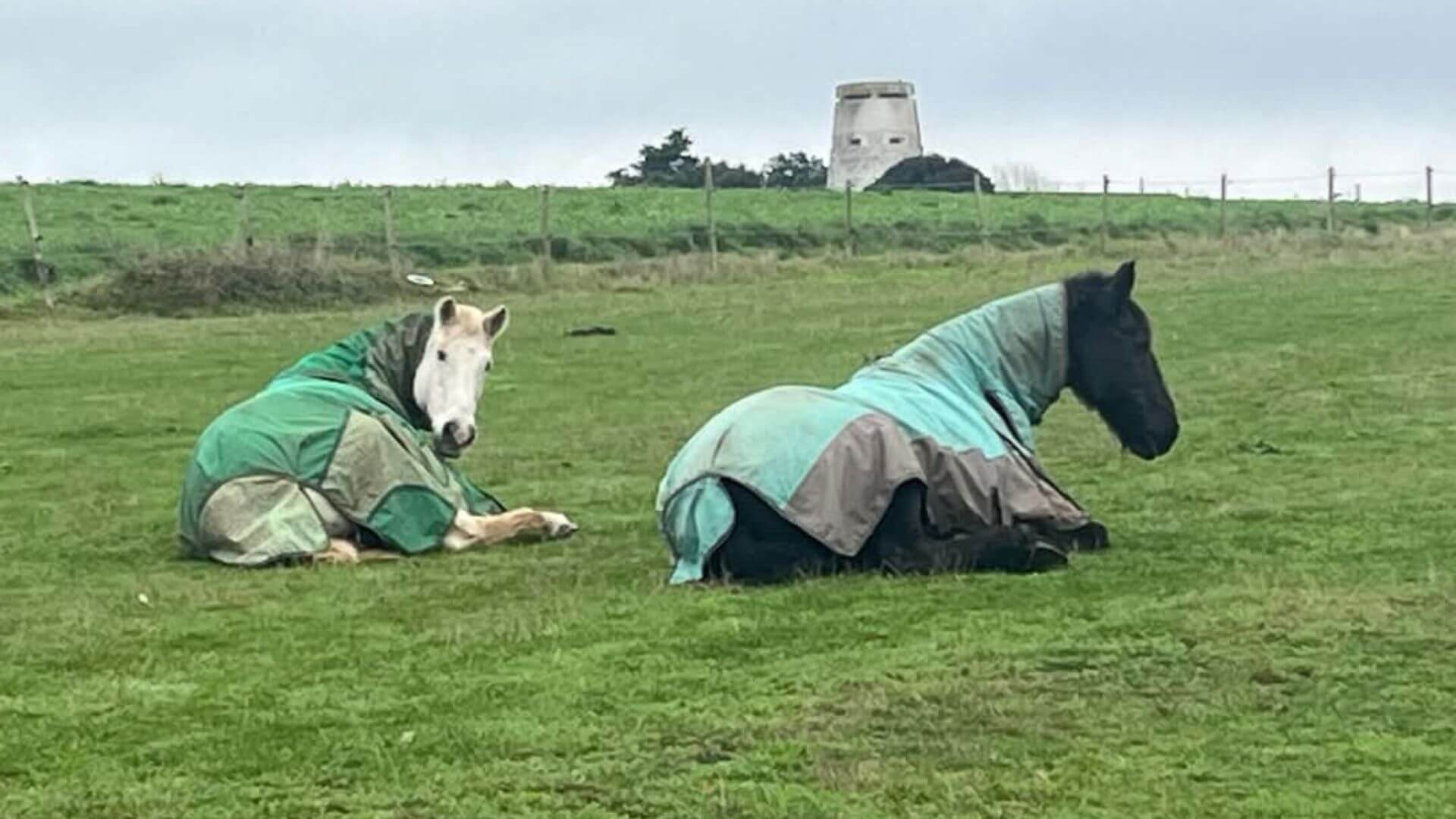 Horses