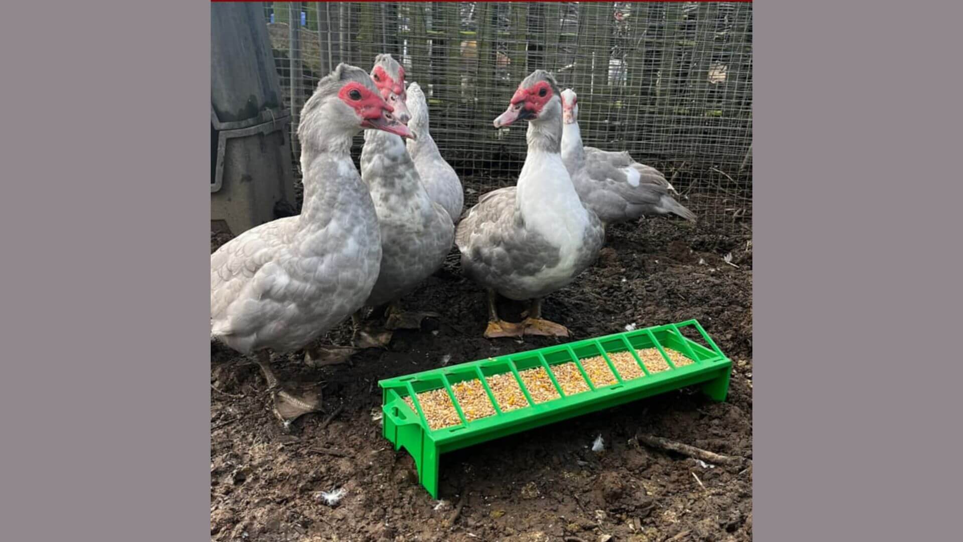Muscovy Ducks