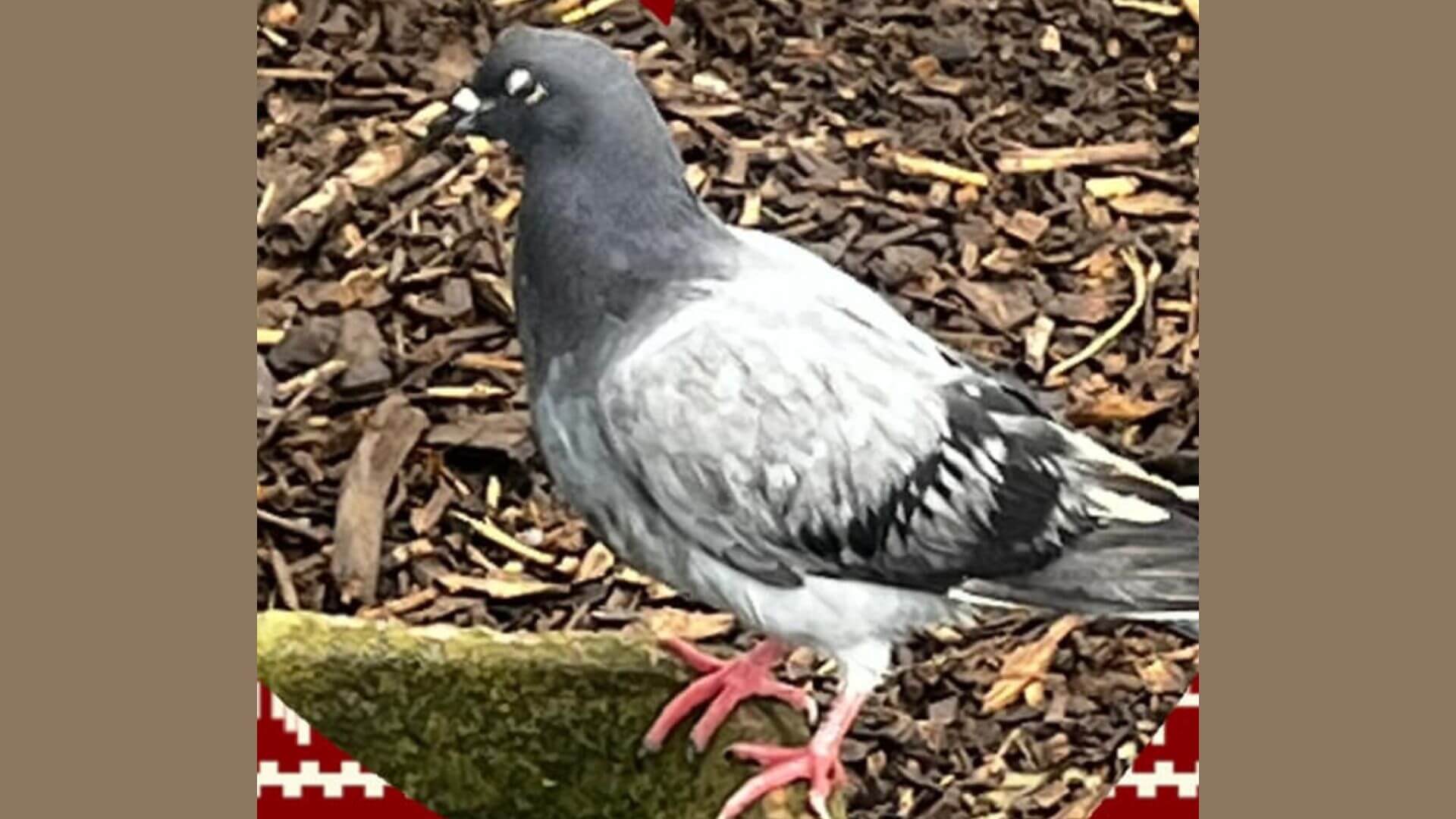 Pigeons