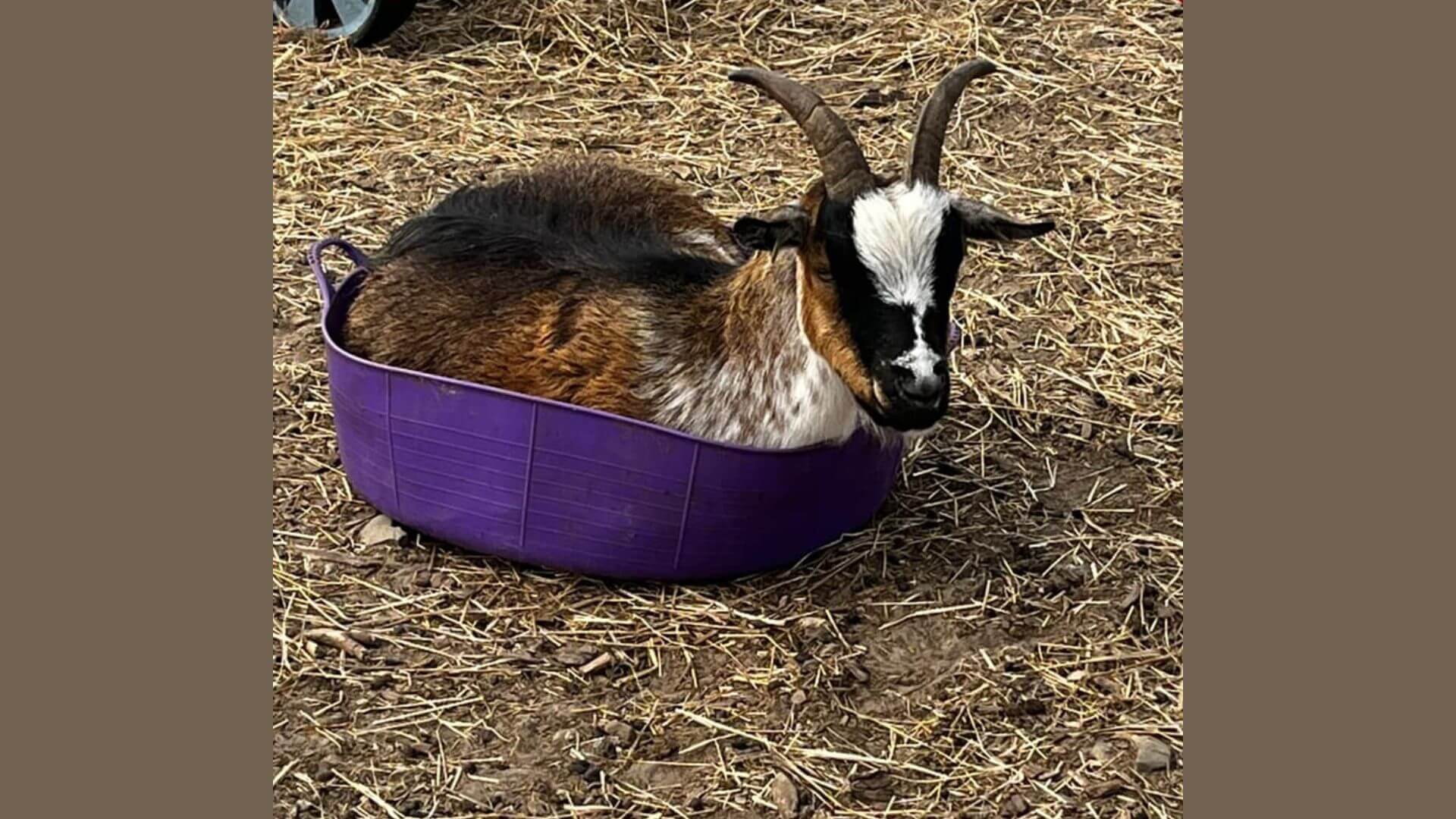 Pygmy Goats