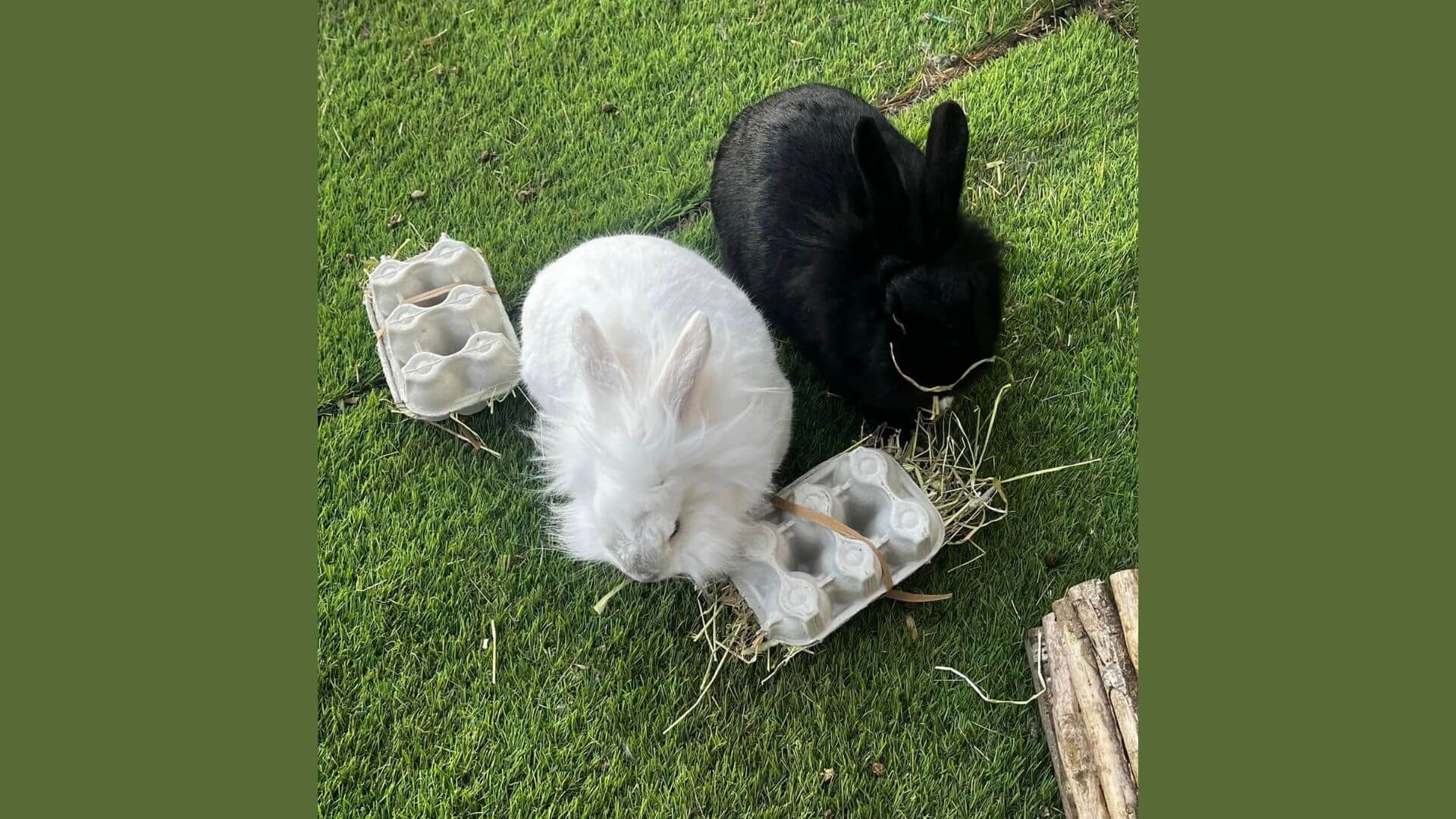 Rabbits