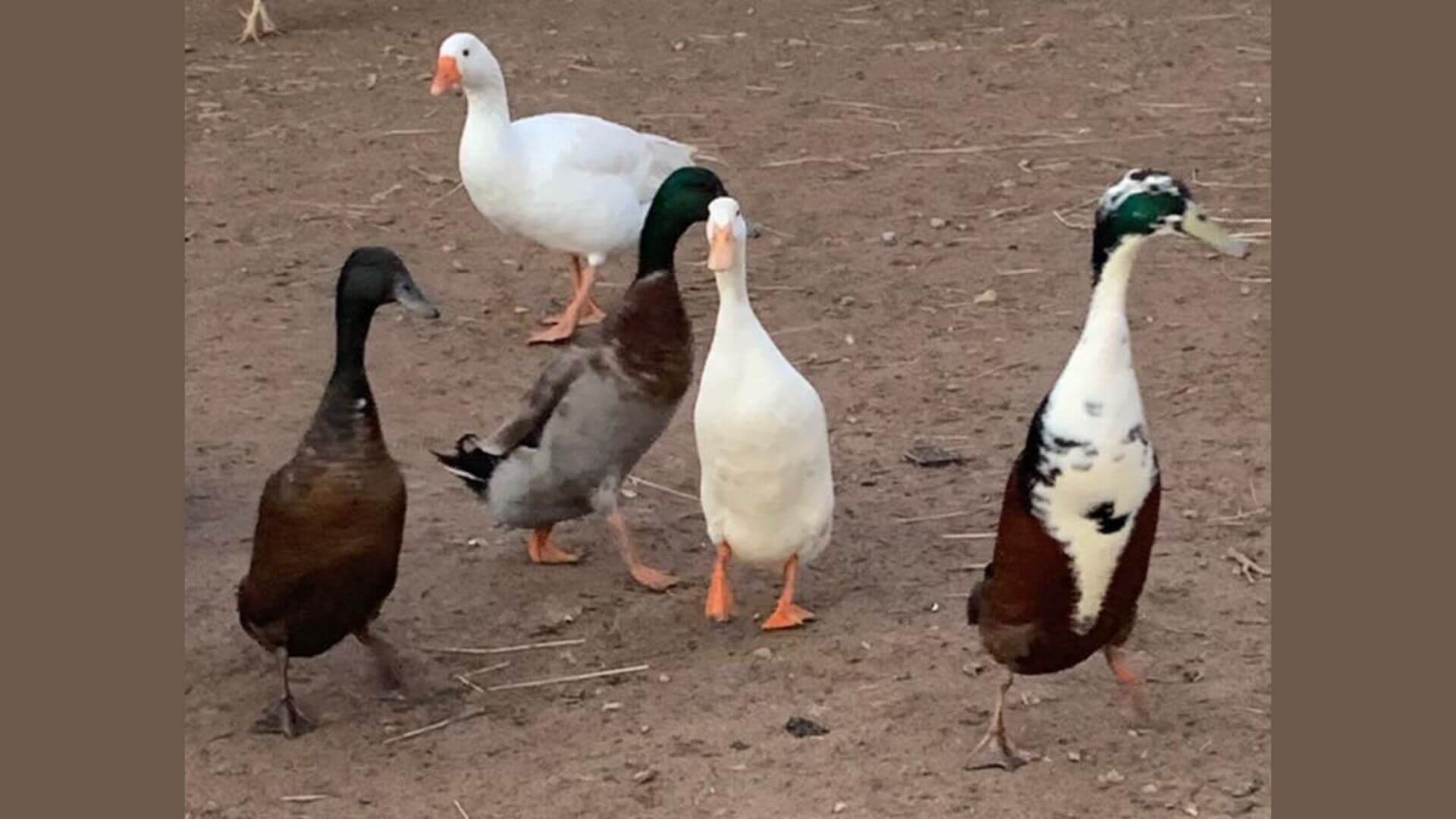 Runner Ducks