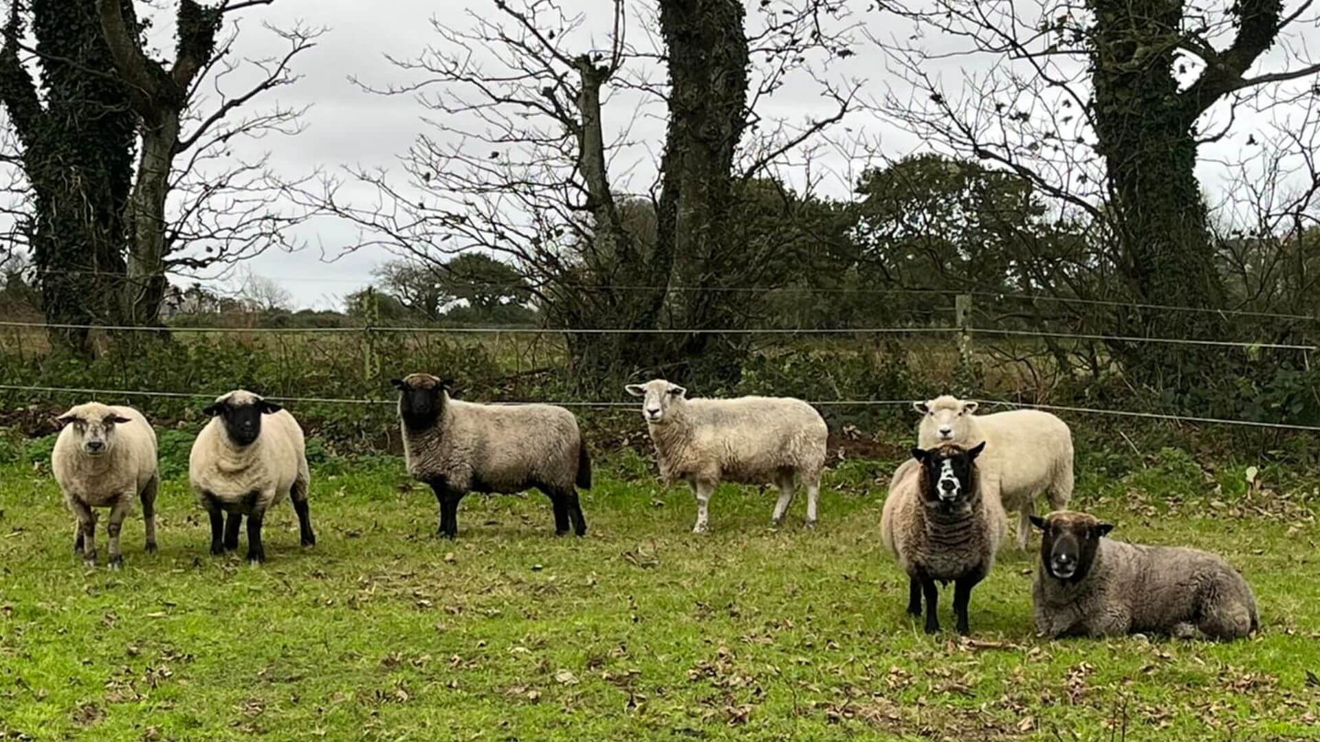 Sheep
