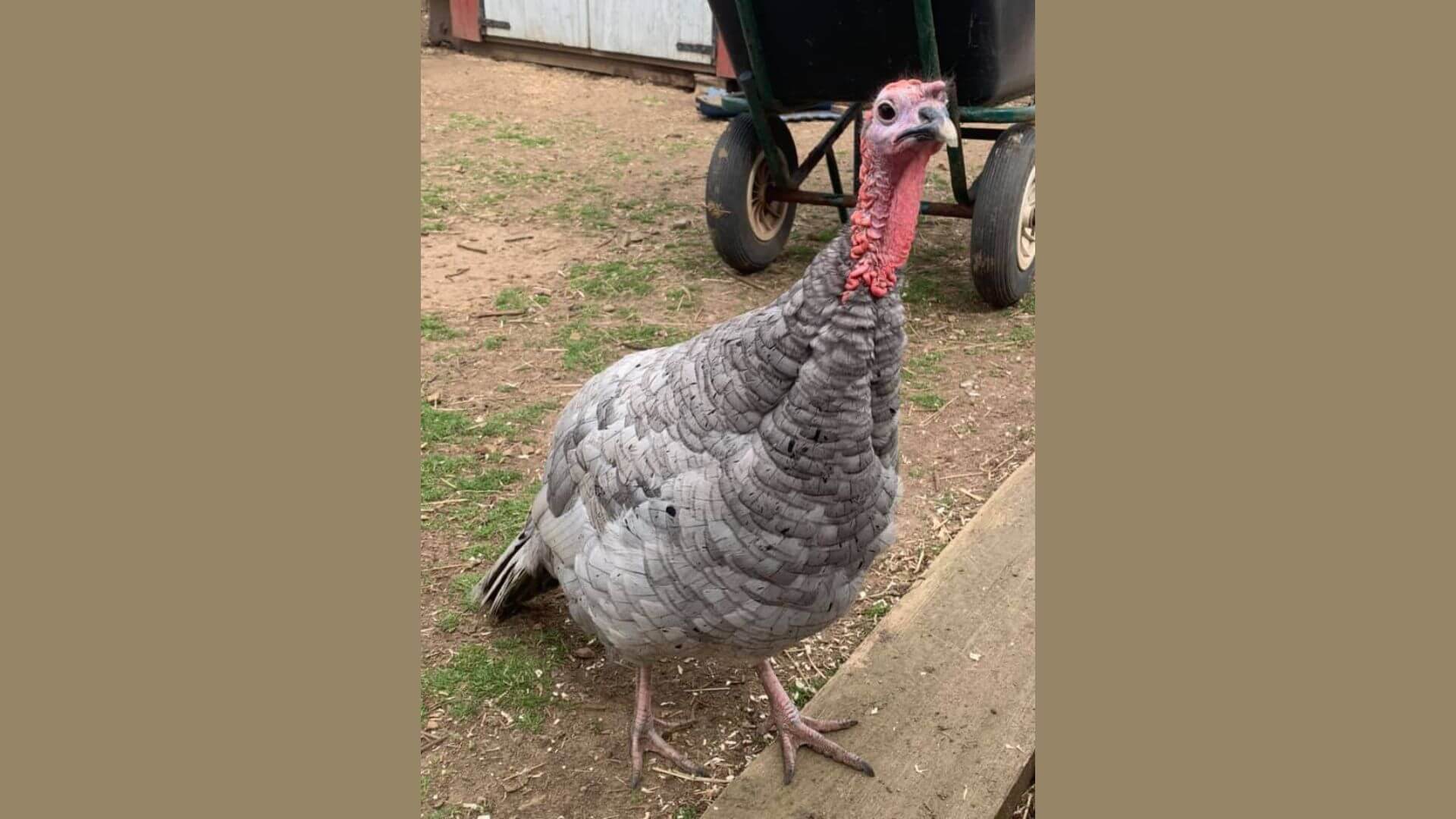 Turkeys