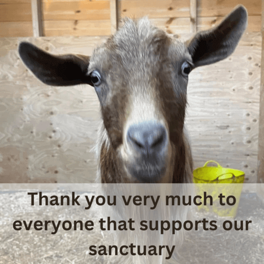 Sanctuary Support